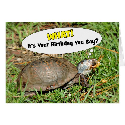 Grappig genoeg zijn je sternbox schildpad met Popc (Voorkant Horizontaal)