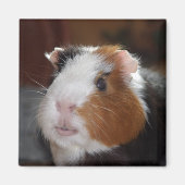 Grappig, gladharig driekleurig cavia gezicht magneet (Voorkant)