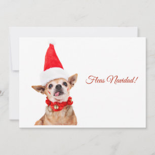 Grappig   grappige chihuahua   uniek & ongewoon feestdagenkaart