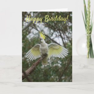 Grappig Happy Bird Day Birthday Cockato Australië Kaart