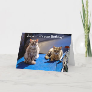 Grappig Happy Birthday-kaart: Katten op een auto Kaart