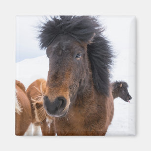 Grappig IJslands paard portret Magneet