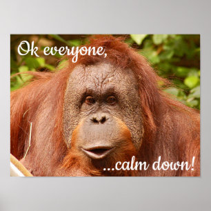 Grappig kalm orangutaan poster