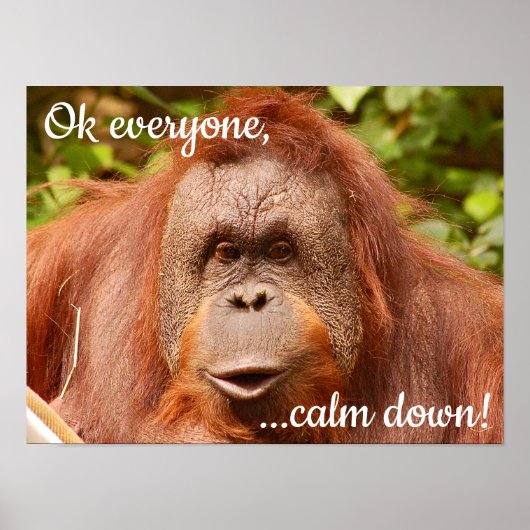 Grappig kalm orangutaan poster (Voorkant)