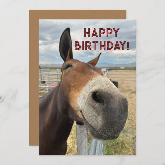 GRAPPIG Mule Verjaardag Dier Kaart Echt Oor (Voorkant / Achterkant)