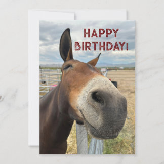 GRAPPIG Mule Verjaardag Dier Kaart Echt Oor
