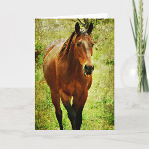 Grappig Paard, Verjaardag Kaart