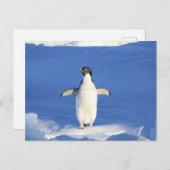 Grappig pinguïn op ijs briefkaart (Voorkant / Achterkant)
