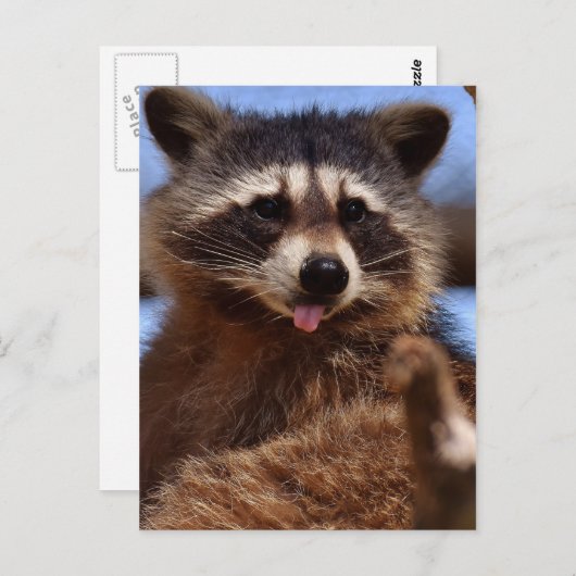 Grappig Raccoon die het uittikt is Tongue Briefkaart (Voorkant / Achterkant)