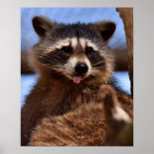 Grappig Raccoon die het uittikt is Tongue Poster (Voorkant)