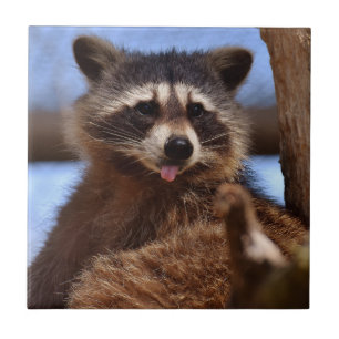 Grappig Raccoon die het uittikt is Tongue Tegeltje