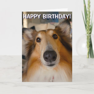 Grappig ruige collie portret greetcard kaart