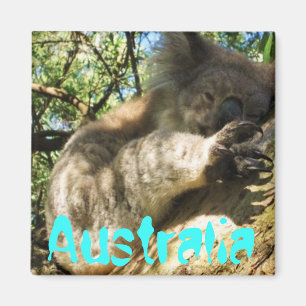 Grappig schattig Australië koala magneet ontwerp