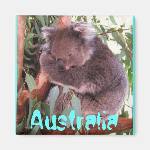 Grappig schattig koala beer Australia magnet Magneet