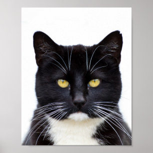 Grappig Schattige Grumpy Black Cat Poster