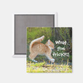 Grappig verrast Ginger Kitten. Wat is de troep? Magneet (Voorkant / Achterkant)