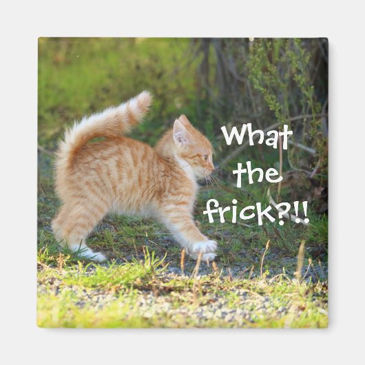 Grappig verrast Ginger Kitten. Wat is de troep? Magneet (Voorkant)