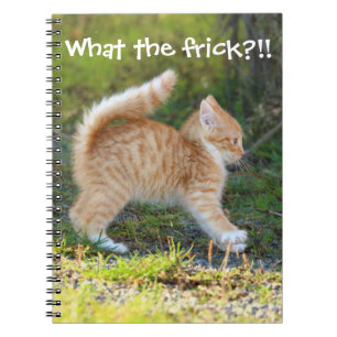 Grappig verrast Ginger Kitten. Wat is de troep? Notitieboek