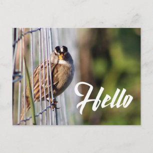 Grappig vogeltje hallo briefkaart
