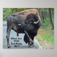 Grappig waar kijk je naar? Bull Bison