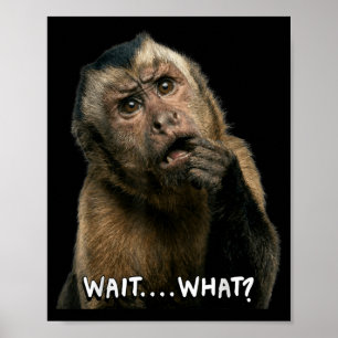 Grappige aap straattaal citaat wacht wat meme scha poster