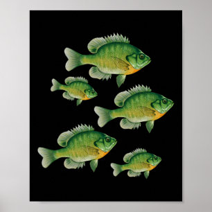 Grappige Bluegill Zonvis Vissen Zoetwatervis Ang Poster