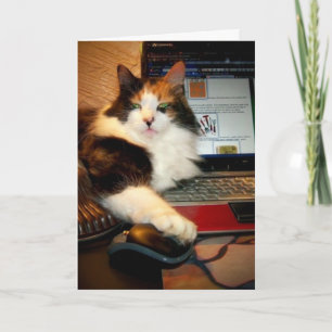 Grappige Calico Kat Wenskaart Kaart