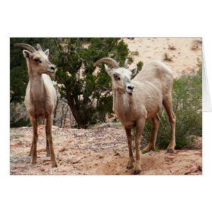 Grappige dikhoornige schapen in Zion National Park