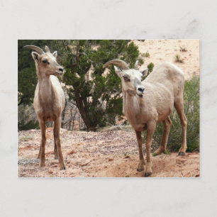 Grappige dikhoornige schapen in Zion National Park Briefkaart