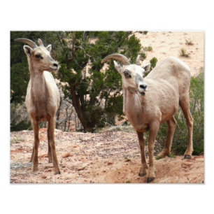 Grappige dikhoornige schapen in Zion National Park Foto Afdruk