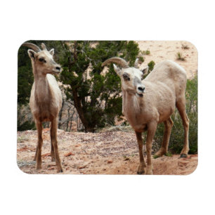 Grappige dikhoornige schapen in Zion National Park Magneet