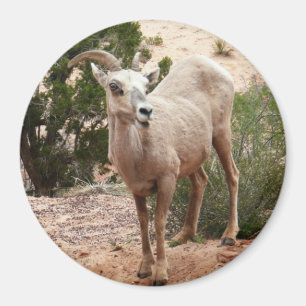 Grappige dikhoornige schapen in Zion National Park Magneet