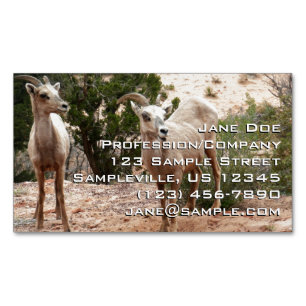Grappige dikhoornige schapen in Zion National Park Magnetisch Visitekaartje