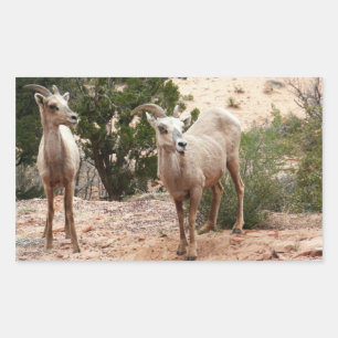 Grappige dikhoornige schapen in Zion National Park Rechthoekige Sticker