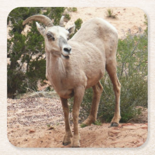 Grappige dikhoornige schapen in Zion National Park Vierkante Kartonnen Onderzetter