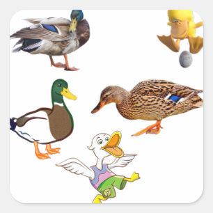 Grappige Eend Collage Met Speelse Personages Vierkante Sticker