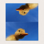 grappige eend in blauwe kaart visitekaartjes (Buitenkant ongevouwen)