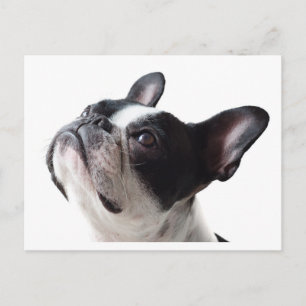 Grappige Franse Hond Ansichtkaart - Franse Bulldog Briefkaart