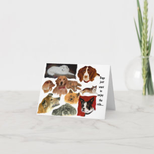 Grappige gewoonten van honden in katten kaart