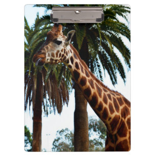 Grappige Giraffe Die Een Framboos Geef, Klembord