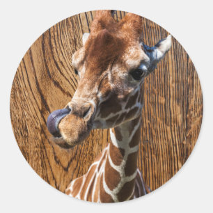 Grappige giraffe op houten achtergrond ronde sticker