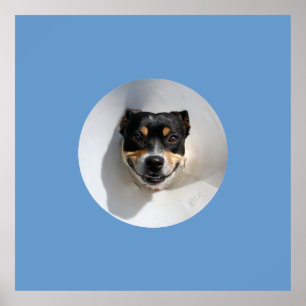 Grappige glimlachende hond poster