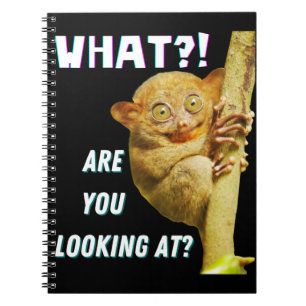 Grappige Grote Ogen Tarsier Waar Kijk Je Naar Notitieboek