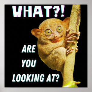 Grappige Grote Ogen Tarsier Waar Kijk Je Naar Poster