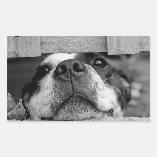 Grappige Hond die nu onder Omheining, Peek a Boo p Rechthoekige Sticker (Voorkant)