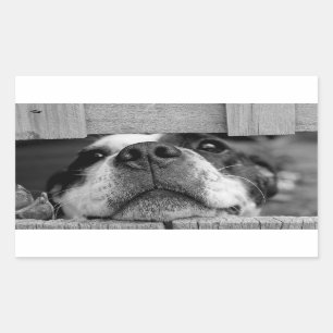 Grappige Hond die nu onder Omheining, Peek a Boo p Rechthoekige Sticker