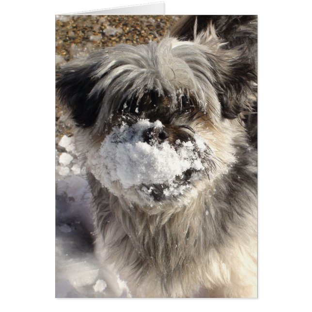 Grappige hond met sneeuw op neus (Voorkant)