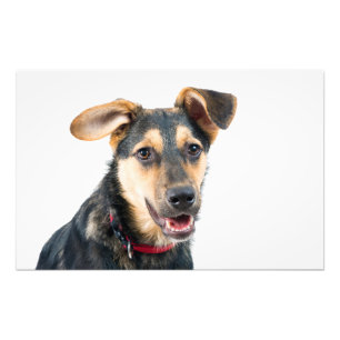 Grappige hond puppy foto afdruk