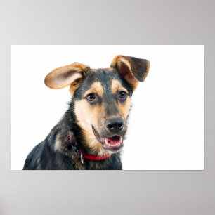 Grappige hond puppy poster