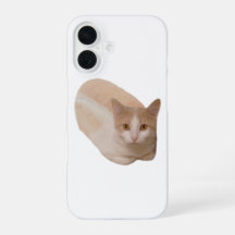Grappige Kat Brood Meme Kat Brood Phonehoesje